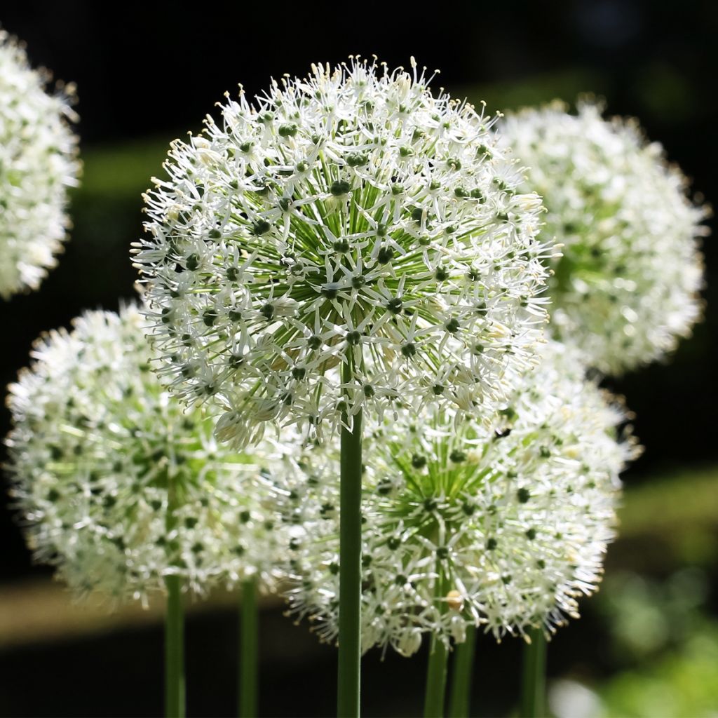 Allium stipitatum Mount Everest - Aglio ornamentale