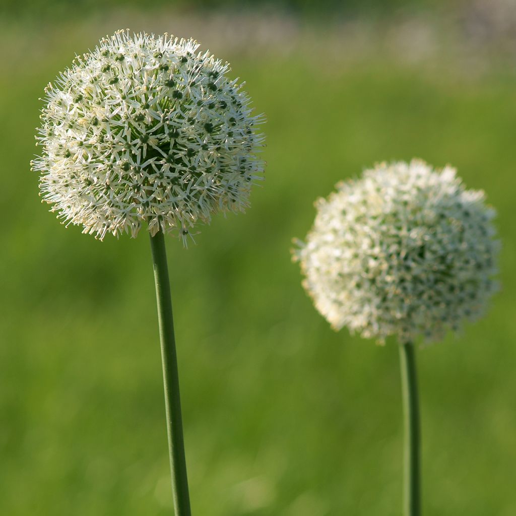 Allium stipitatum Mount Everest - Aglio ornamentale