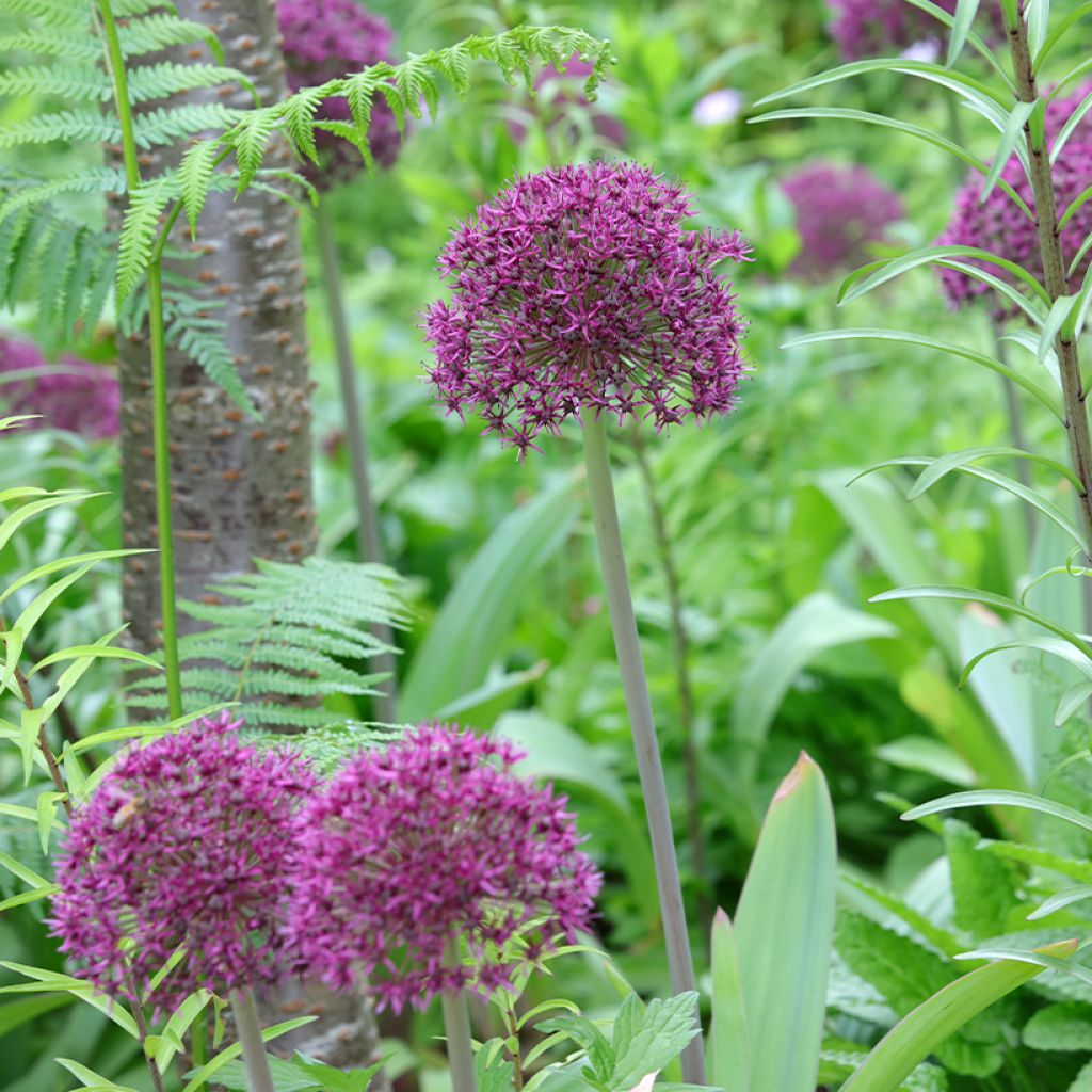 Allium Ostara - Aglio ornamentale