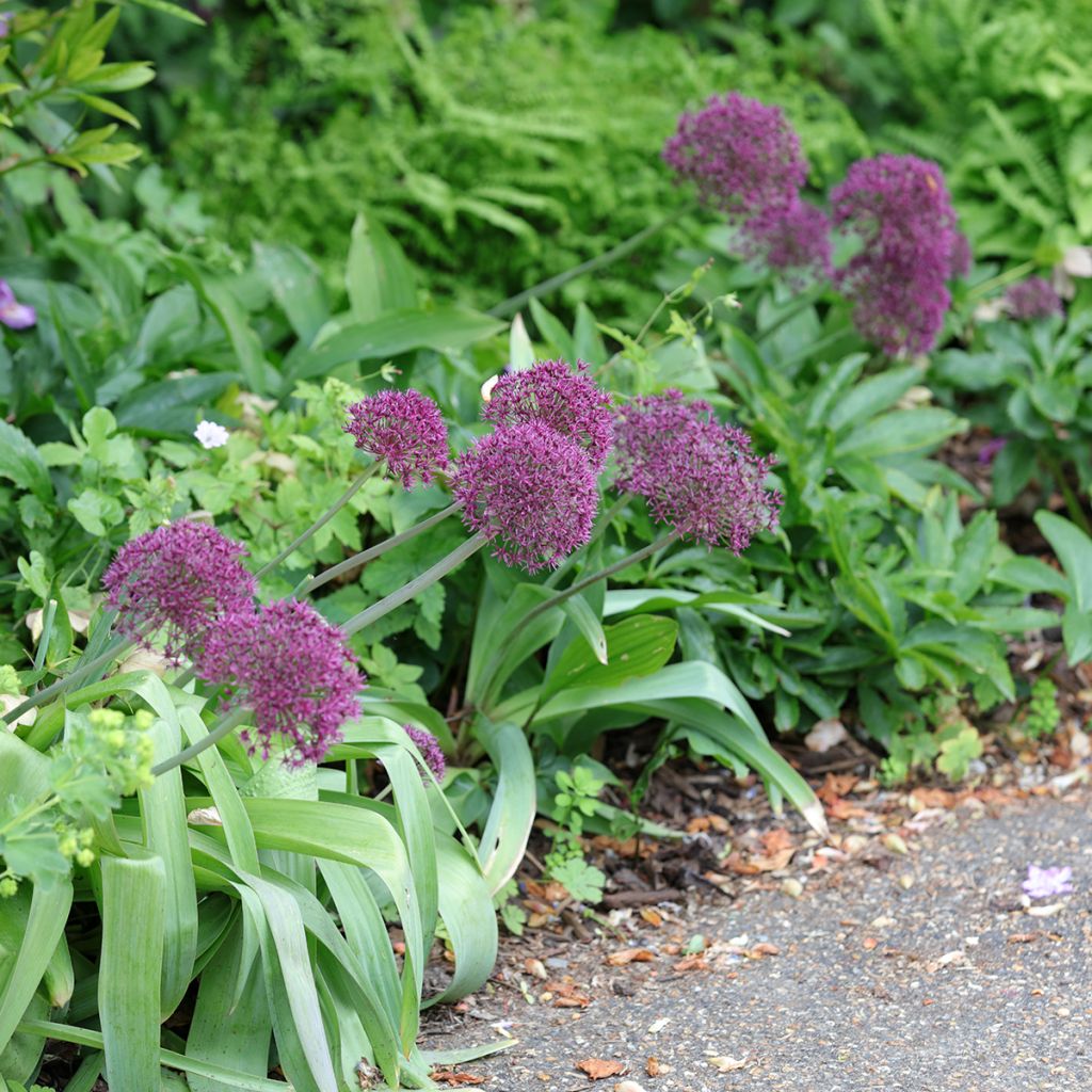 Allium Ostara - Aglio ornamentale