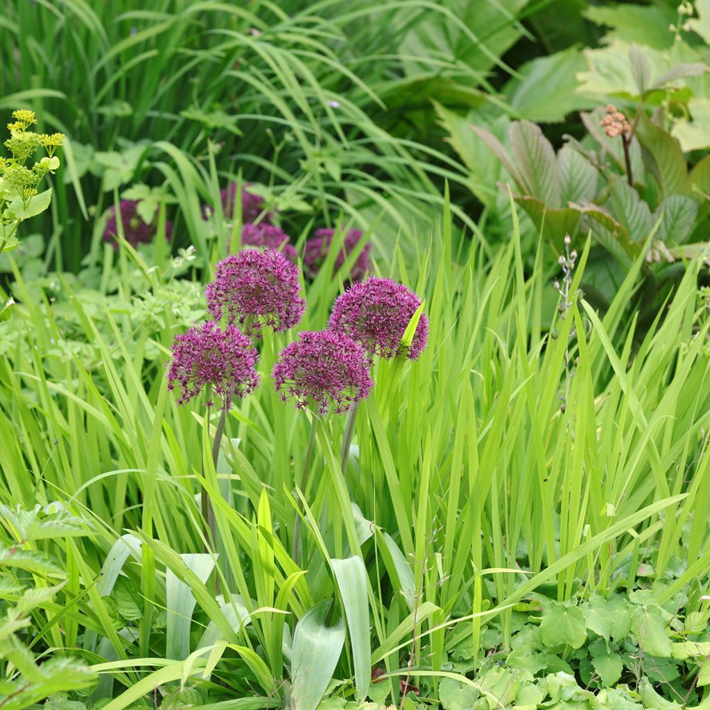 Allium Ostara - Aglio ornamentale