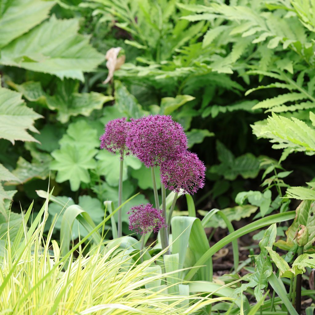 Allium Ostara - Aglio ornamentale