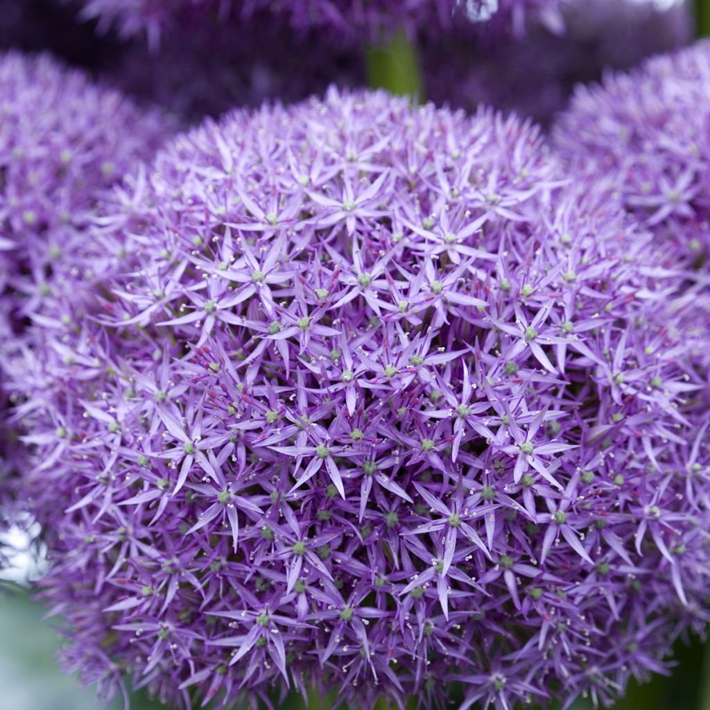 Allium Pinball Wizard - Aglio ornamentale