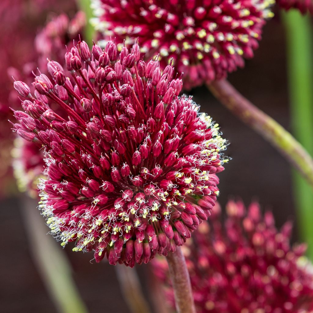 Allium Red Mohican - Aglio ornamentale