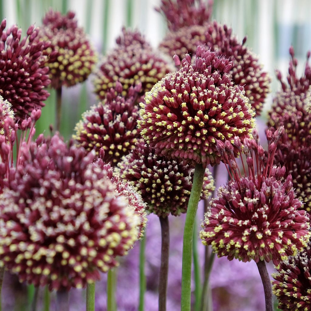 Allium Red Mohican - Aglio ornamentale