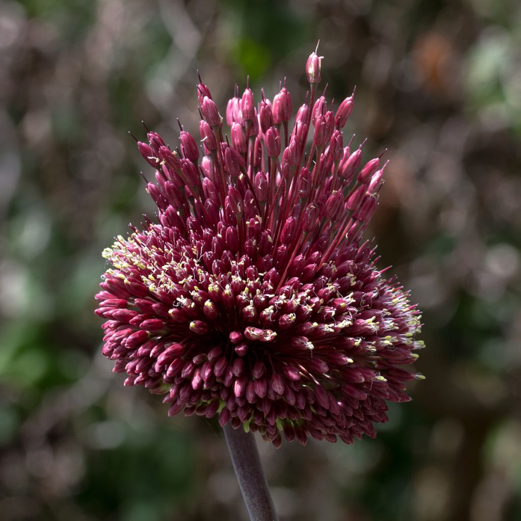 Allium Red Mohican - Aglio ornamentale