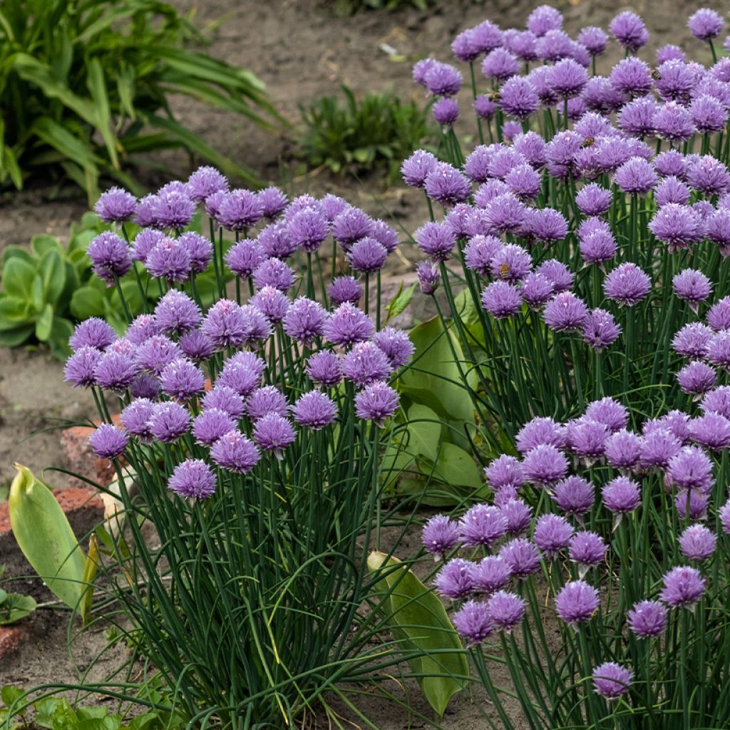 Allium Serendipity - Aglio ornamentale