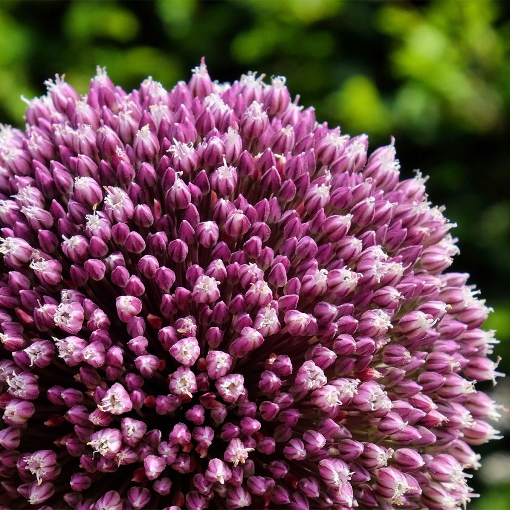 Allium Summer Drummer - Aglio ornamentale