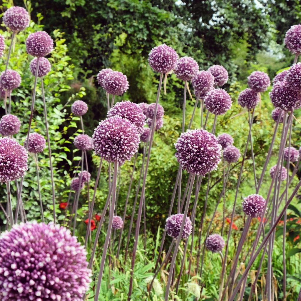 Allium Summer Drummer - Aglio ornamentale