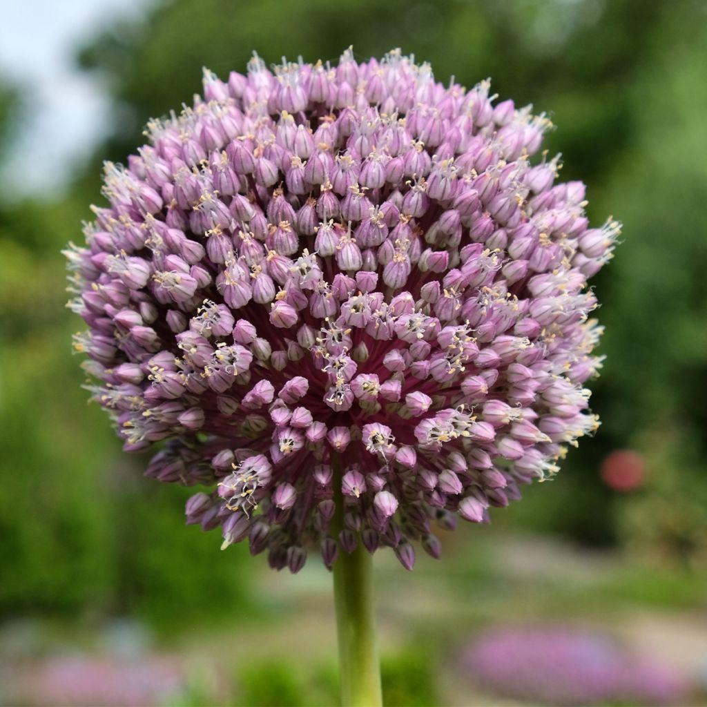 Allium Summer Drummer - Aglio ornamentale