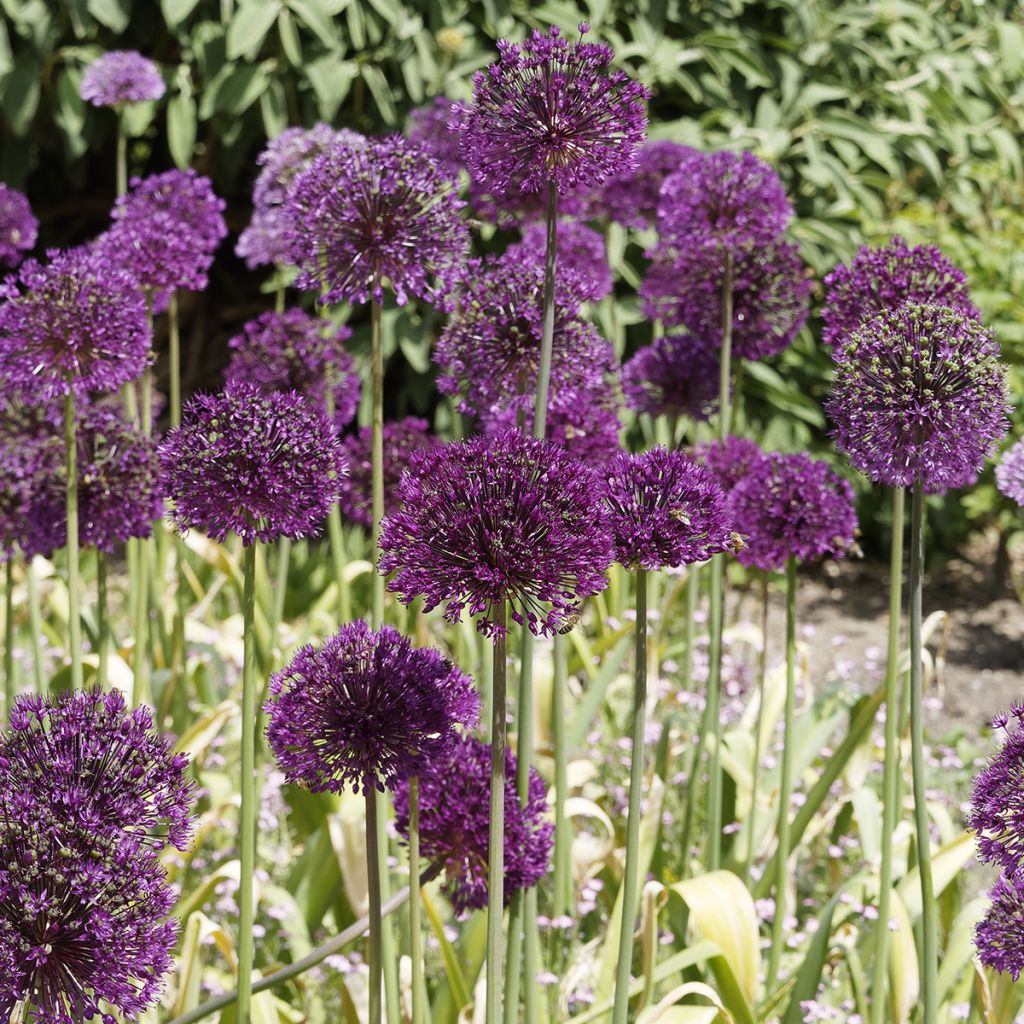 Allium Purple Sensation - Aglio ornamentale