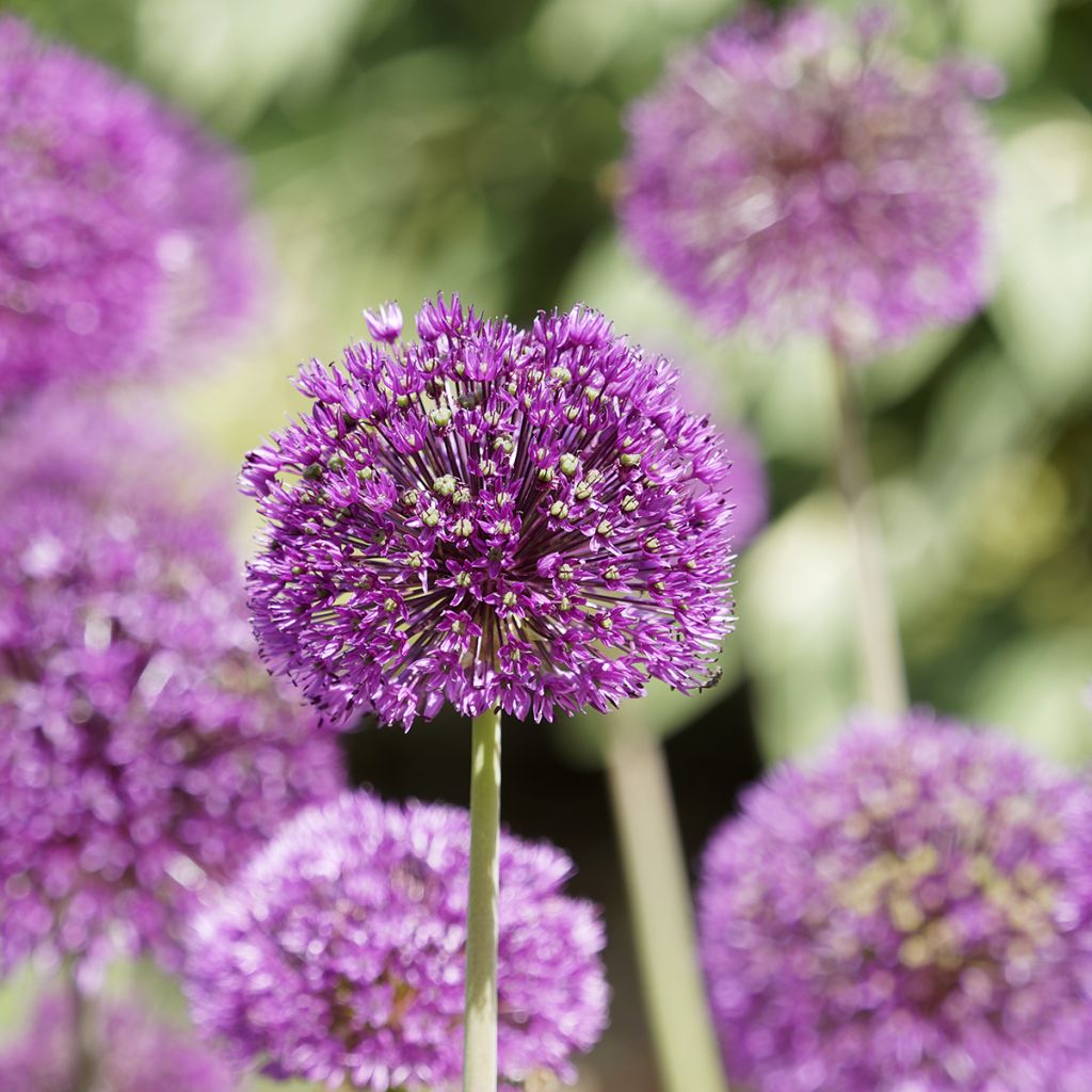 Allium Purple Sensation - Aglio ornamentale