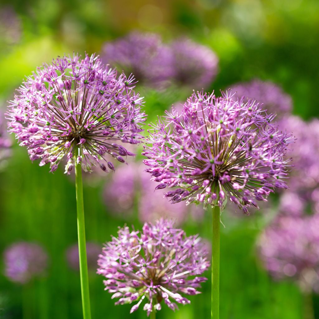 Allium Purple Sensation - Aglio ornamentale