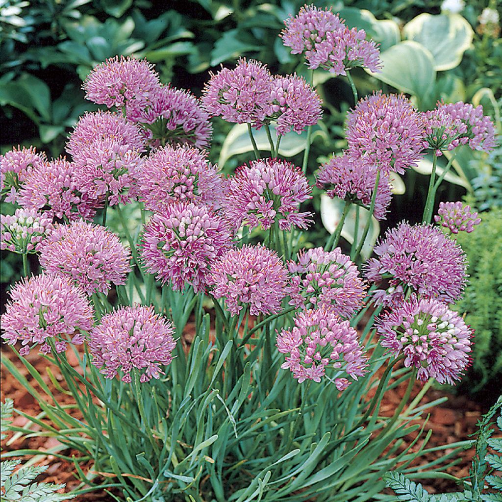 Allium angulosum - Aglio angoloso