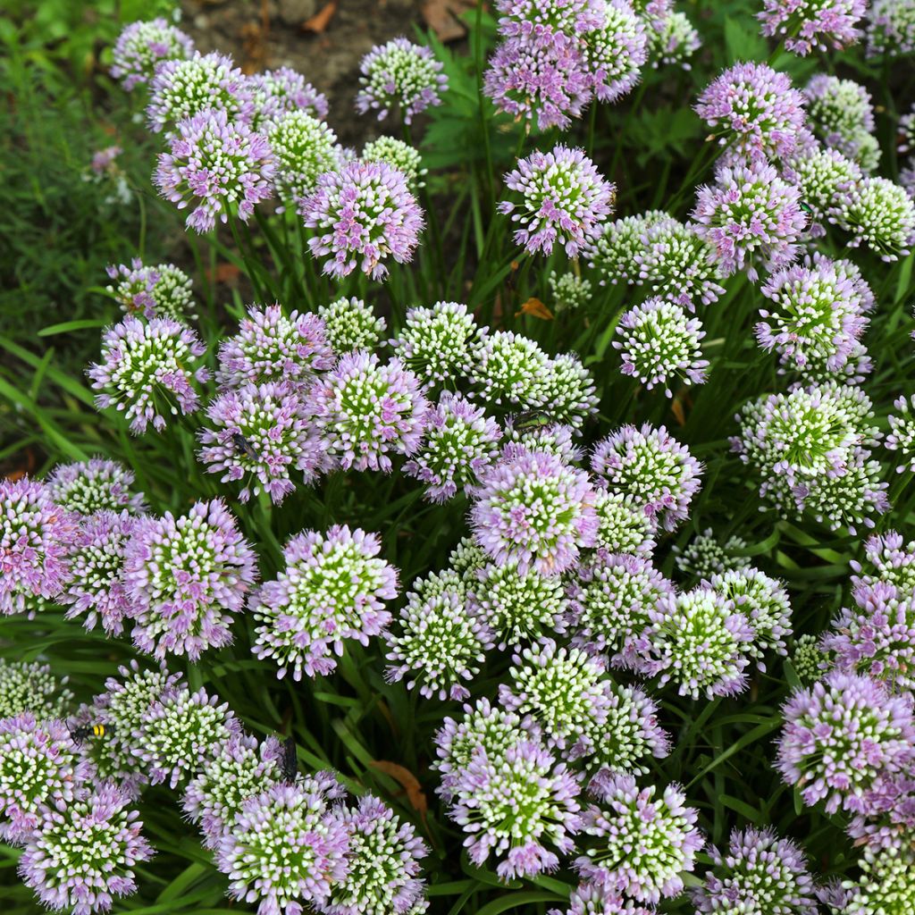 Allium angulosum - Aglio angoloso