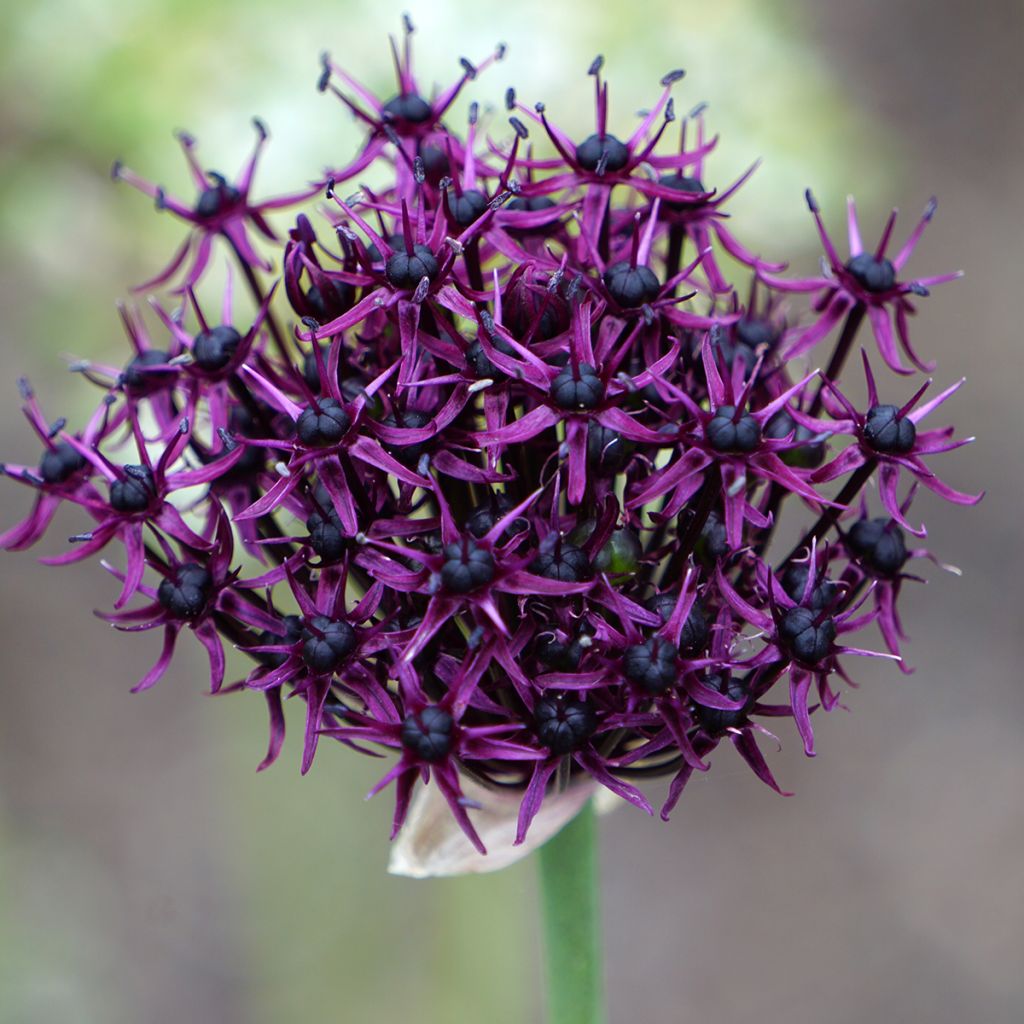 Allium atropurpureum - Aglio ornamentale