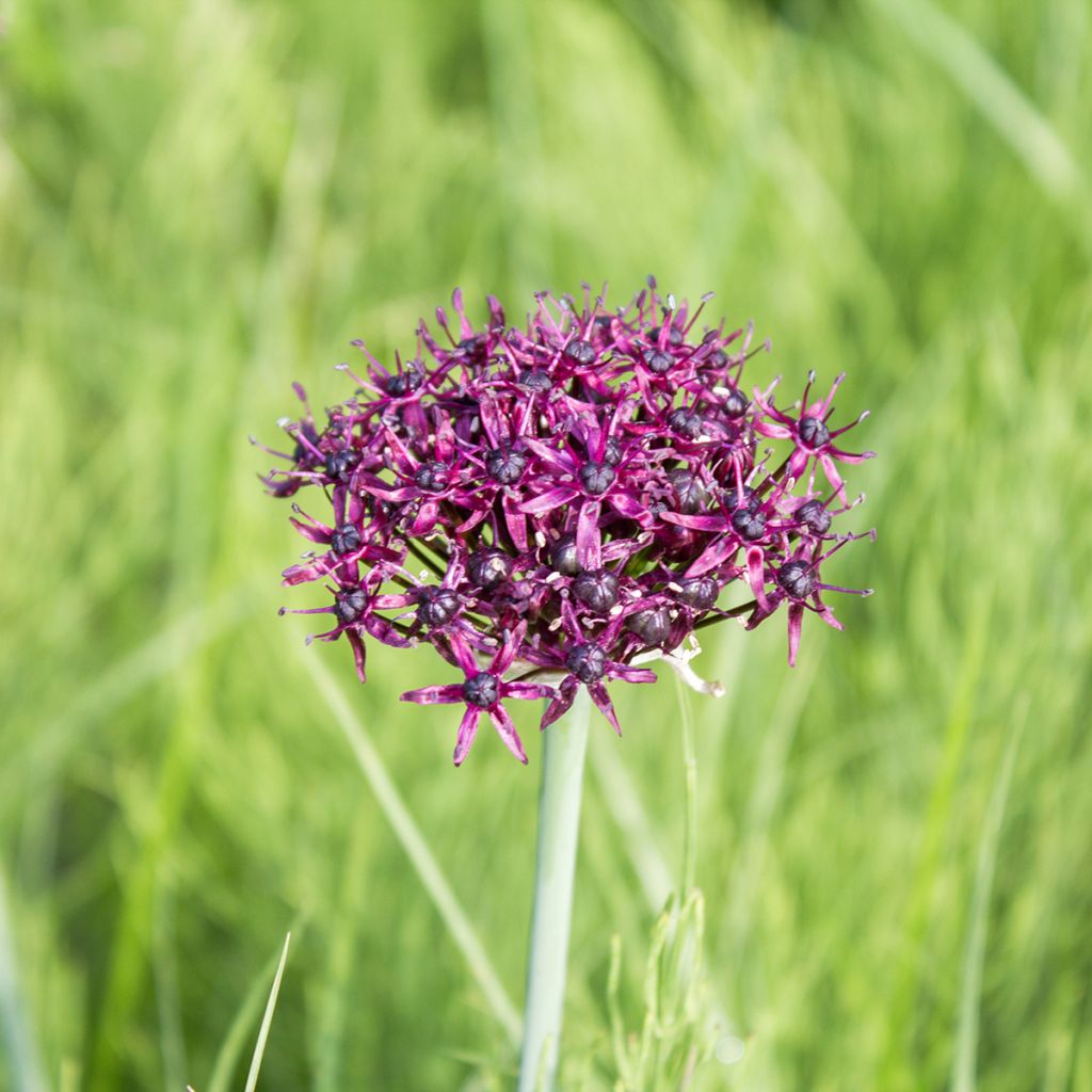 Allium atropurpureum - Aglio ornamentale