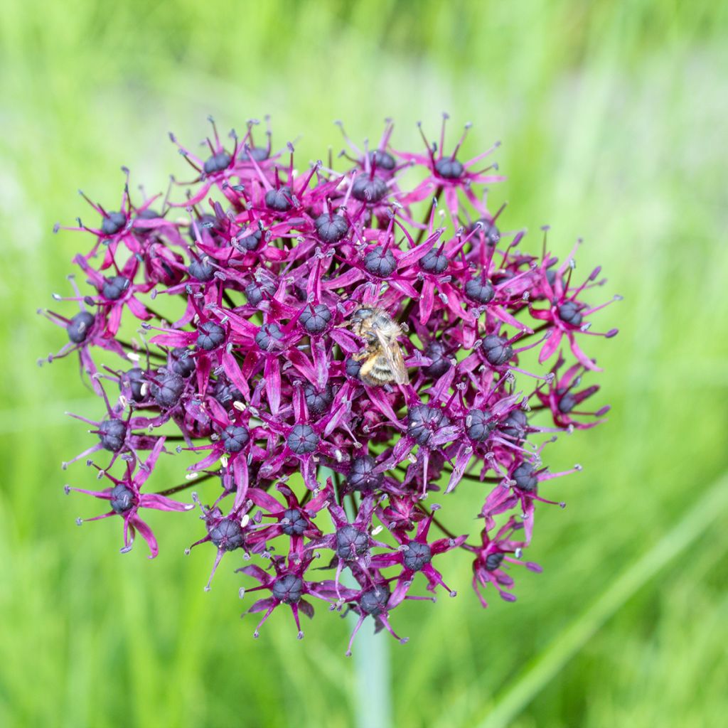 Allium atropurpureum - Aglio ornamentale