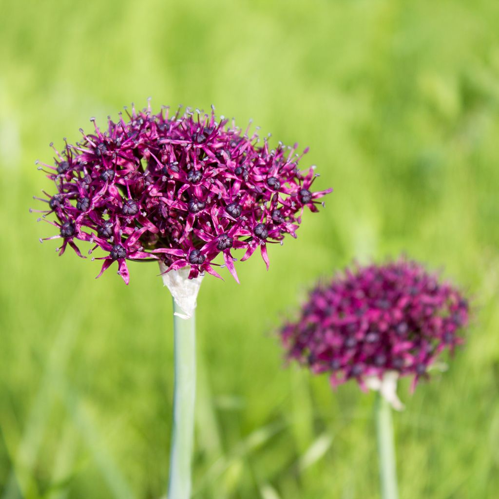 Allium atropurpureum - Aglio ornamentale