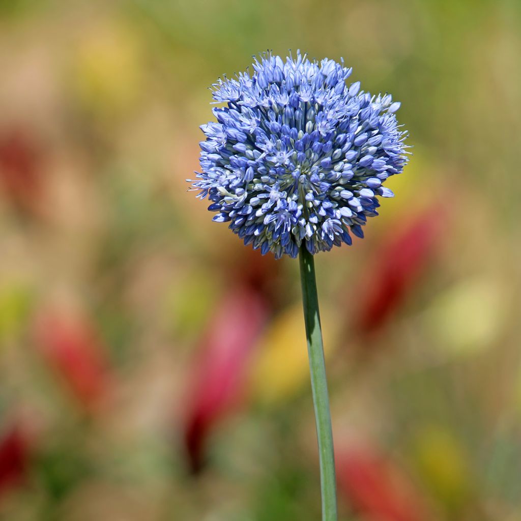 Allium caeruleum - Aglio ornamentale blu