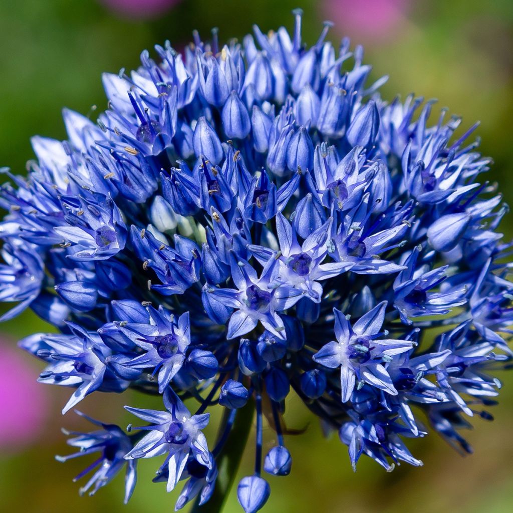 Allium caeruleum - Aglio ornamentale blu