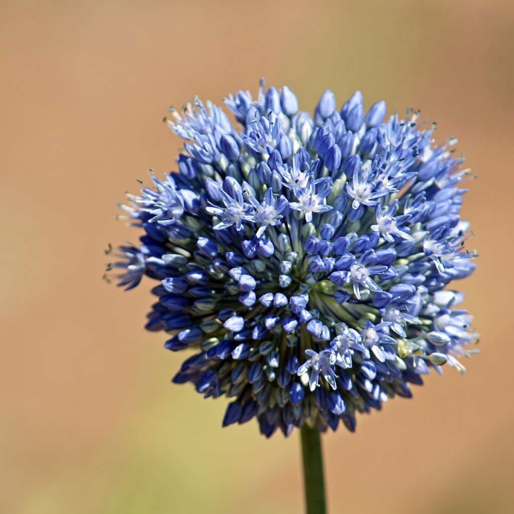 Allium caeruleum - Aglio ornamentale blu