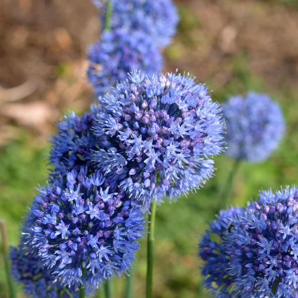 Allium caeruleum - Aglio ornamentale blu