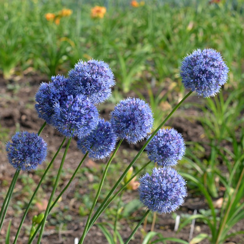 Allium caeruleum - Aglio ornamentale blu