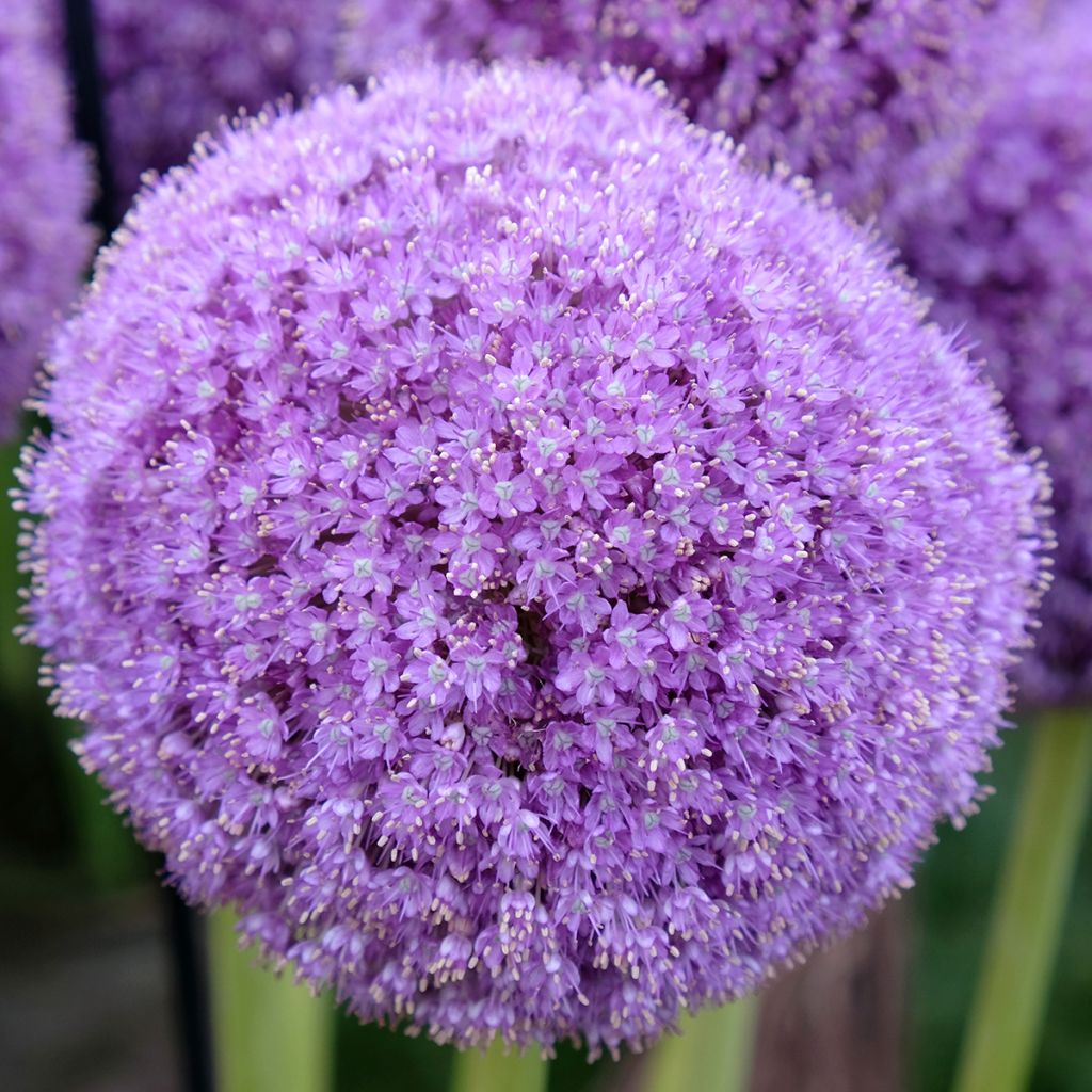 Allium giganteum - Aglio gigante ornamentale