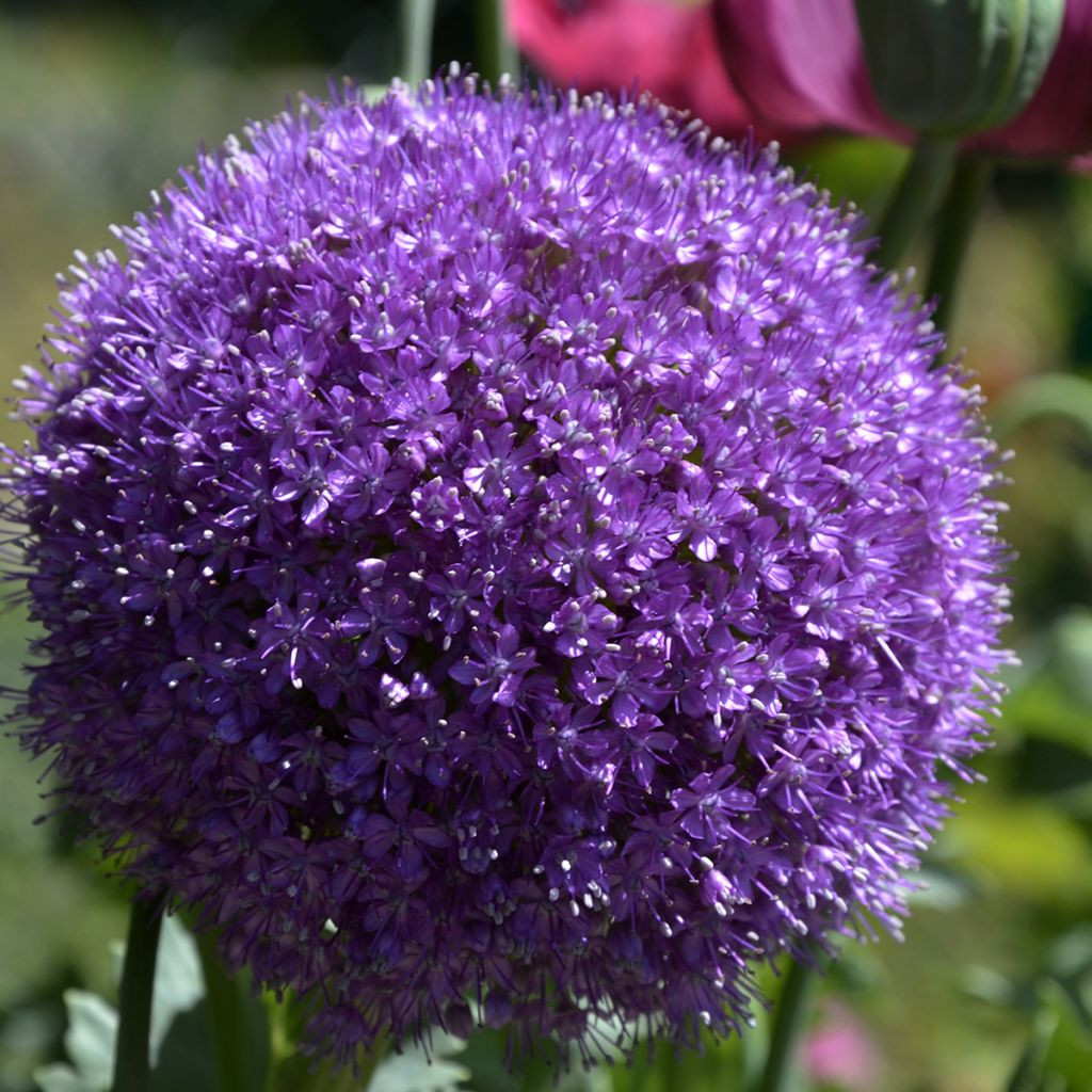 Allium giganteum - Aglio gigante ornamentale