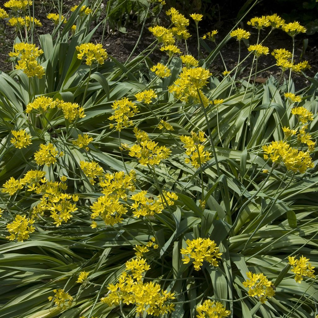 Allium moly - Aglio dorato