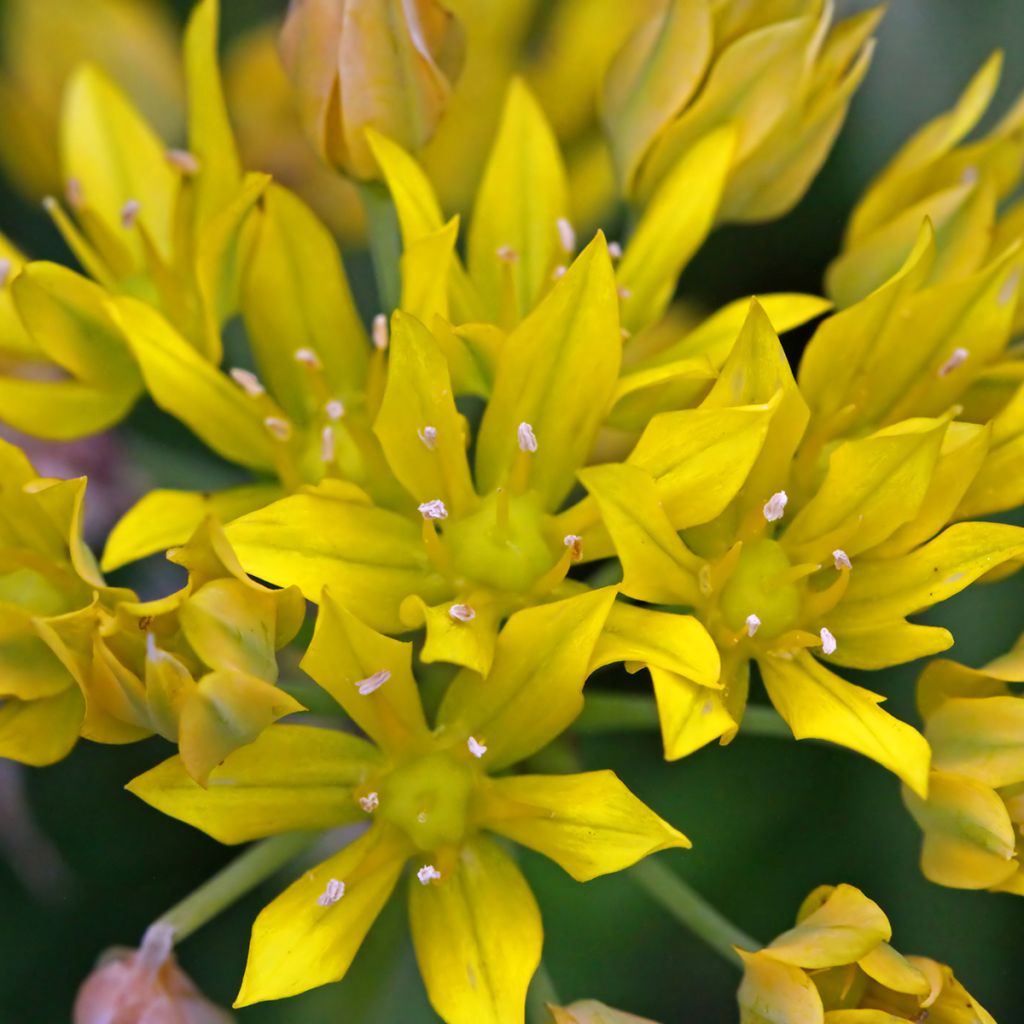 Allium moly - Aglio dorato