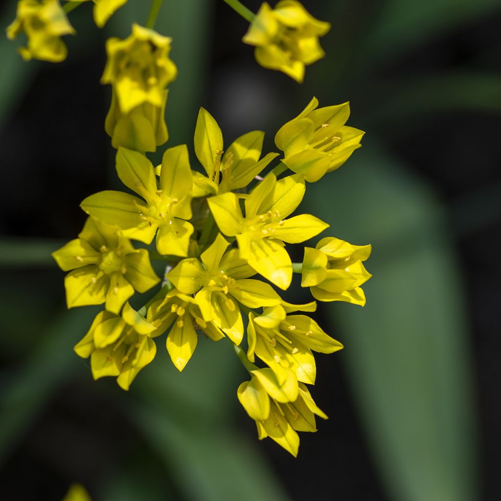 Allium moly - Aglio dorato