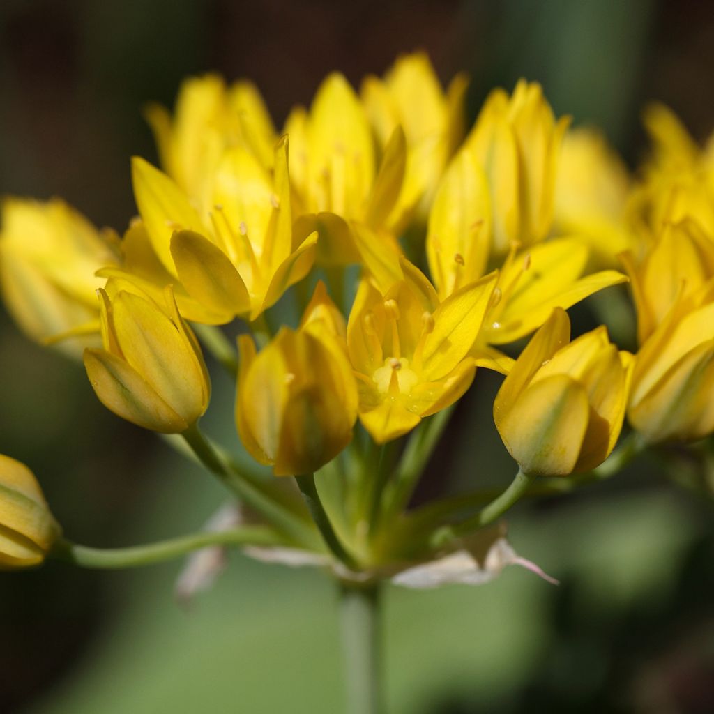 Allium moly - Aglio dorato