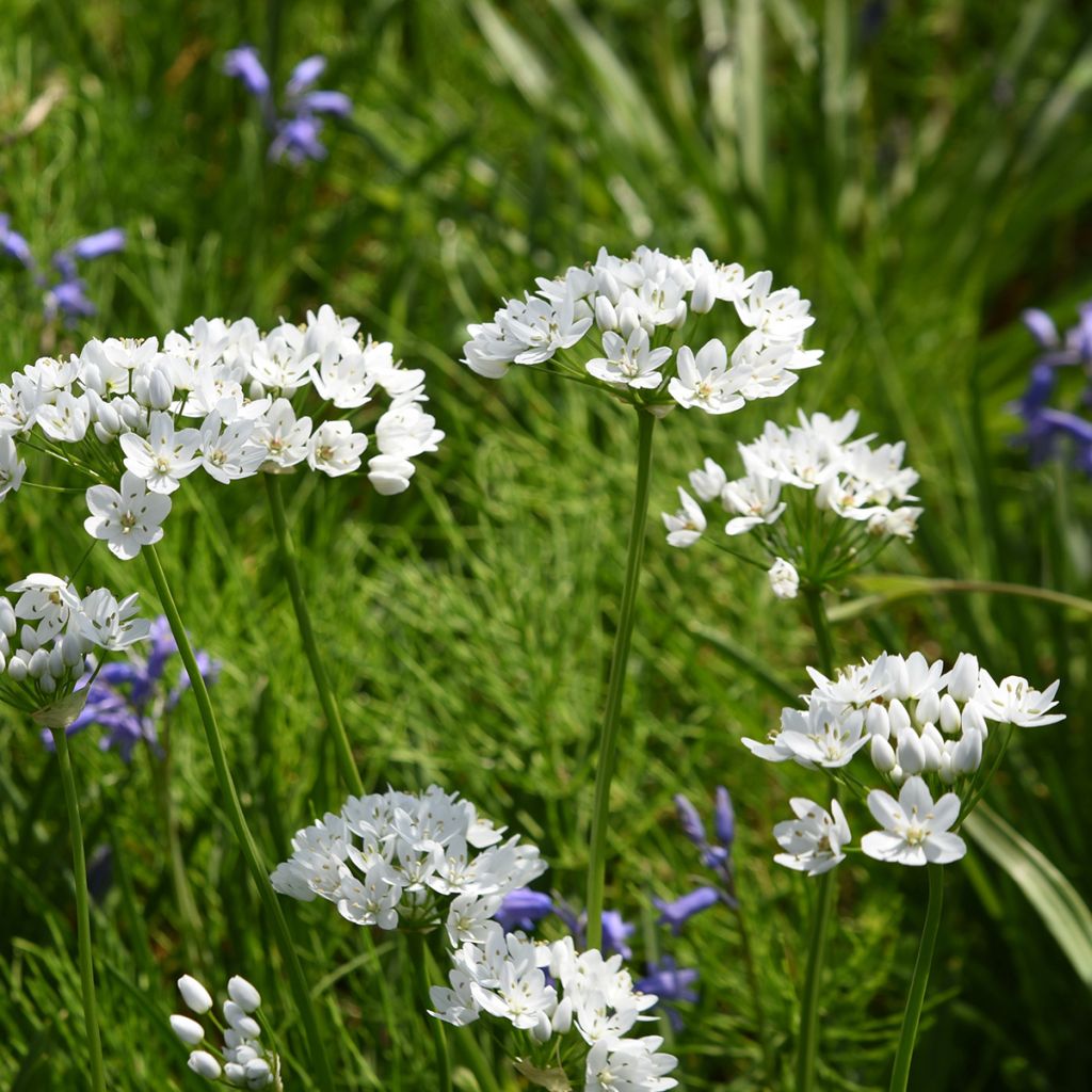 Allium neapolitanum Groupe Cowanii - Aglio napoletano