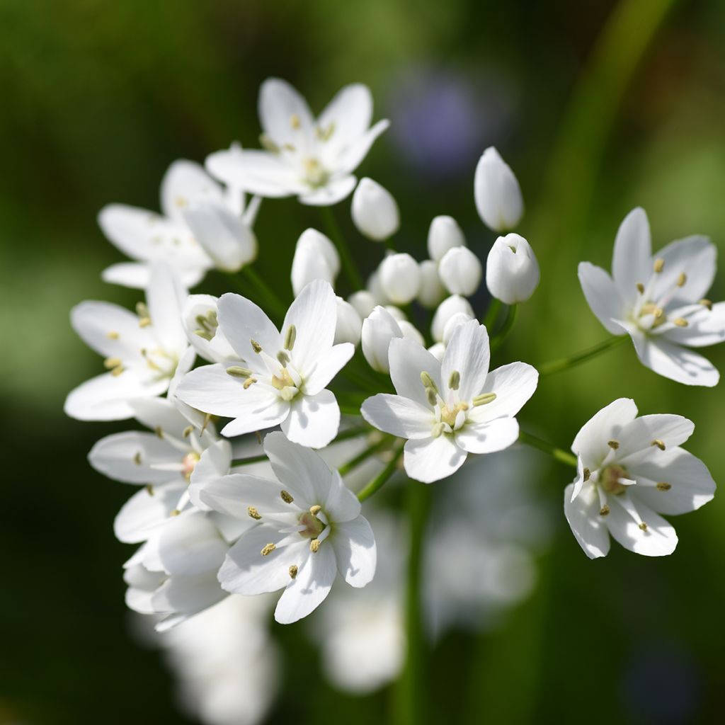 Allium neapolitanum Groupe Cowanii - Aglio napoletano