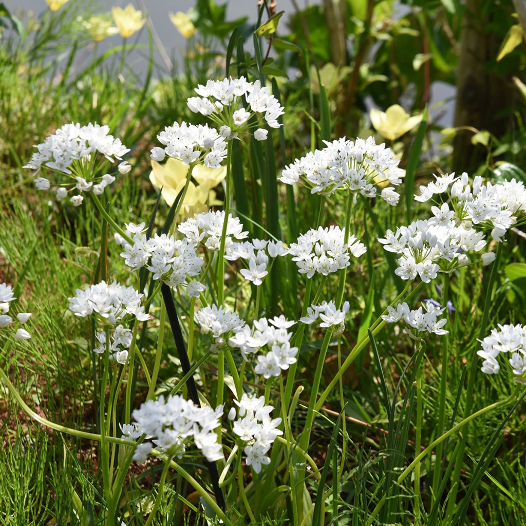 Allium neapolitanum Groupe Cowanii - Aglio napoletano