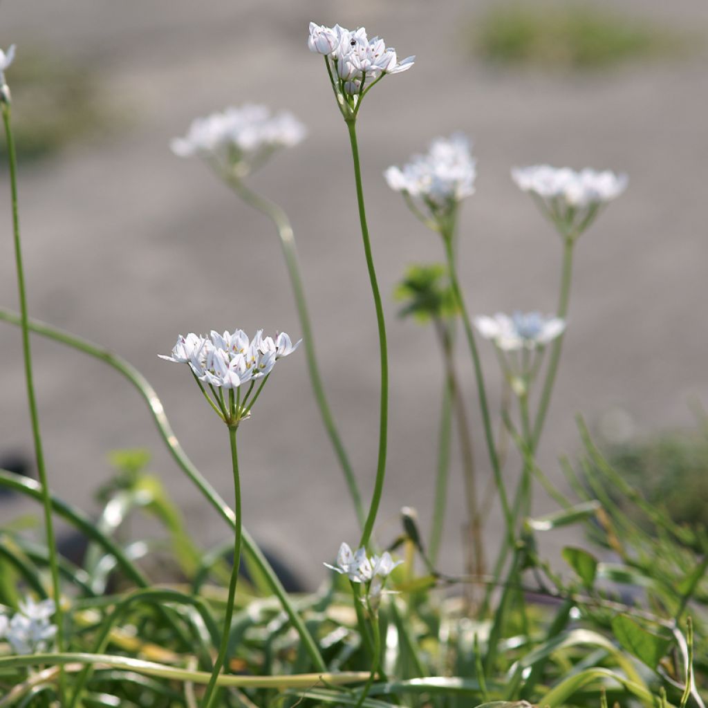 Allium neapolitanum - Aglio napoletano