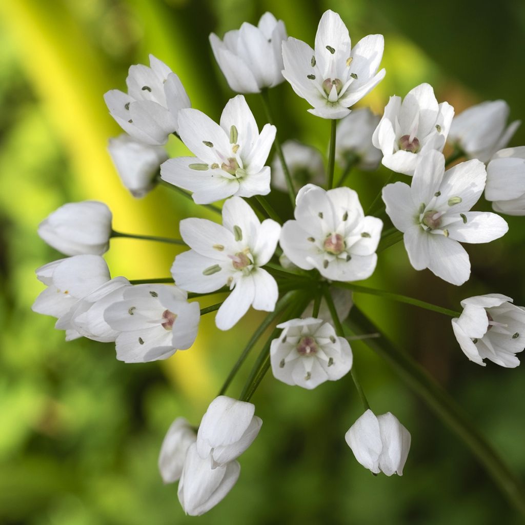 Allium neapolitanum - Aglio napoletano