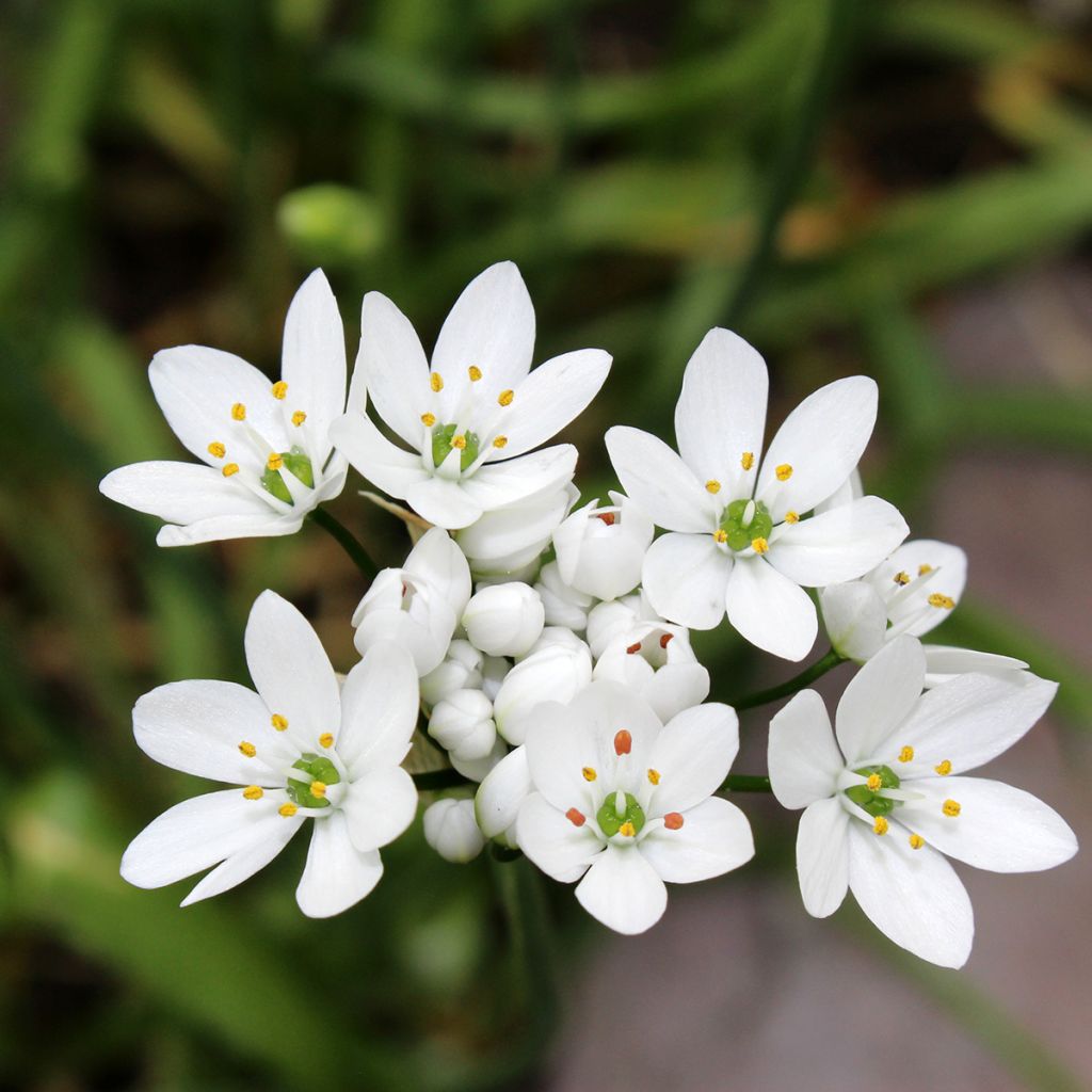 Allium neapolitanum - Aglio napoletano