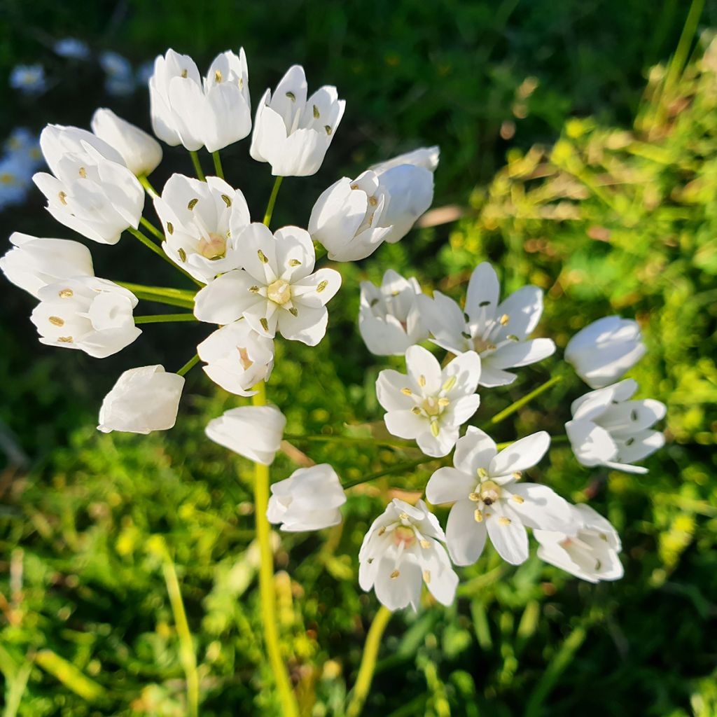 Allium neapolitanum - Aglio napoletano