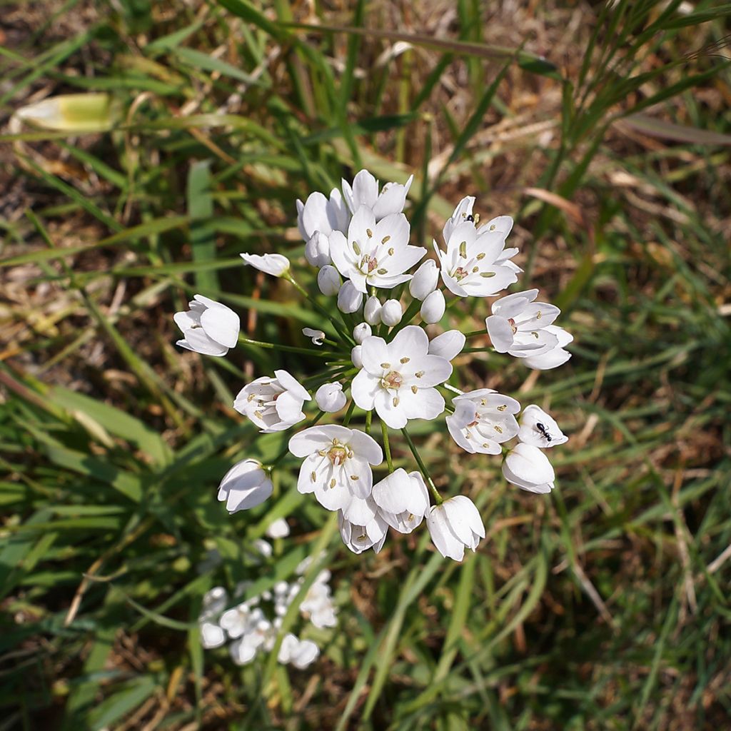 Allium neapolitanum - Aglio napoletano