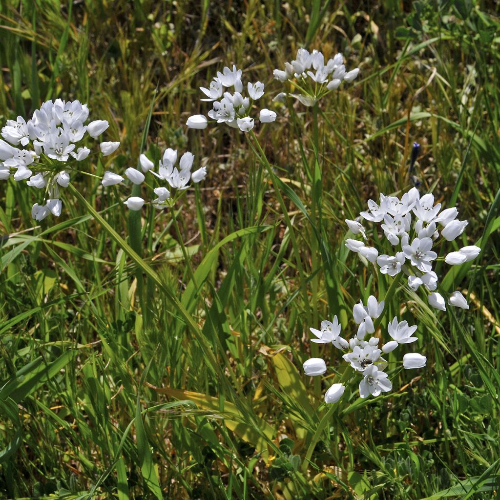 Allium neapolitanum - Aglio napoletano