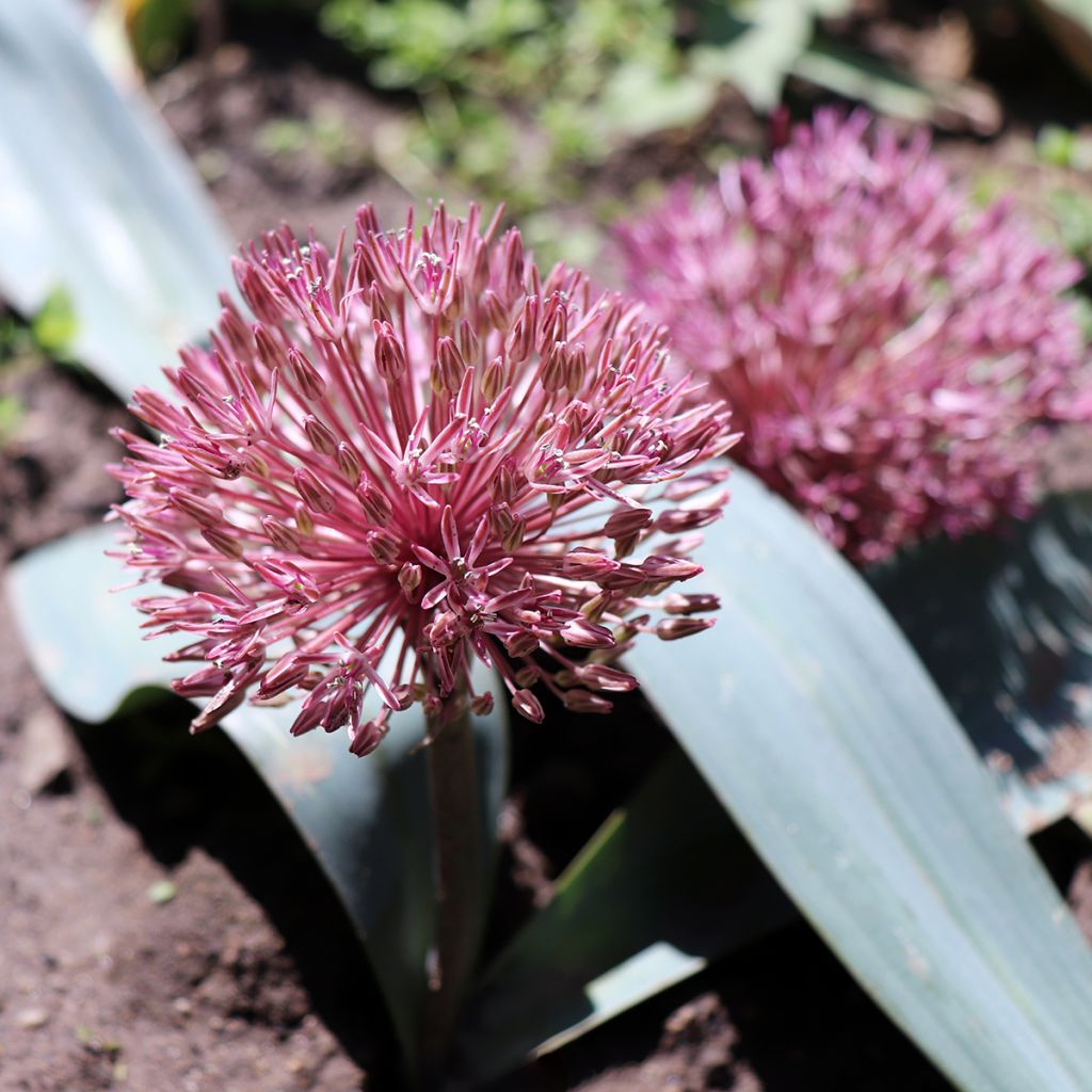 Allium nevskianum - Aglio ornamentale