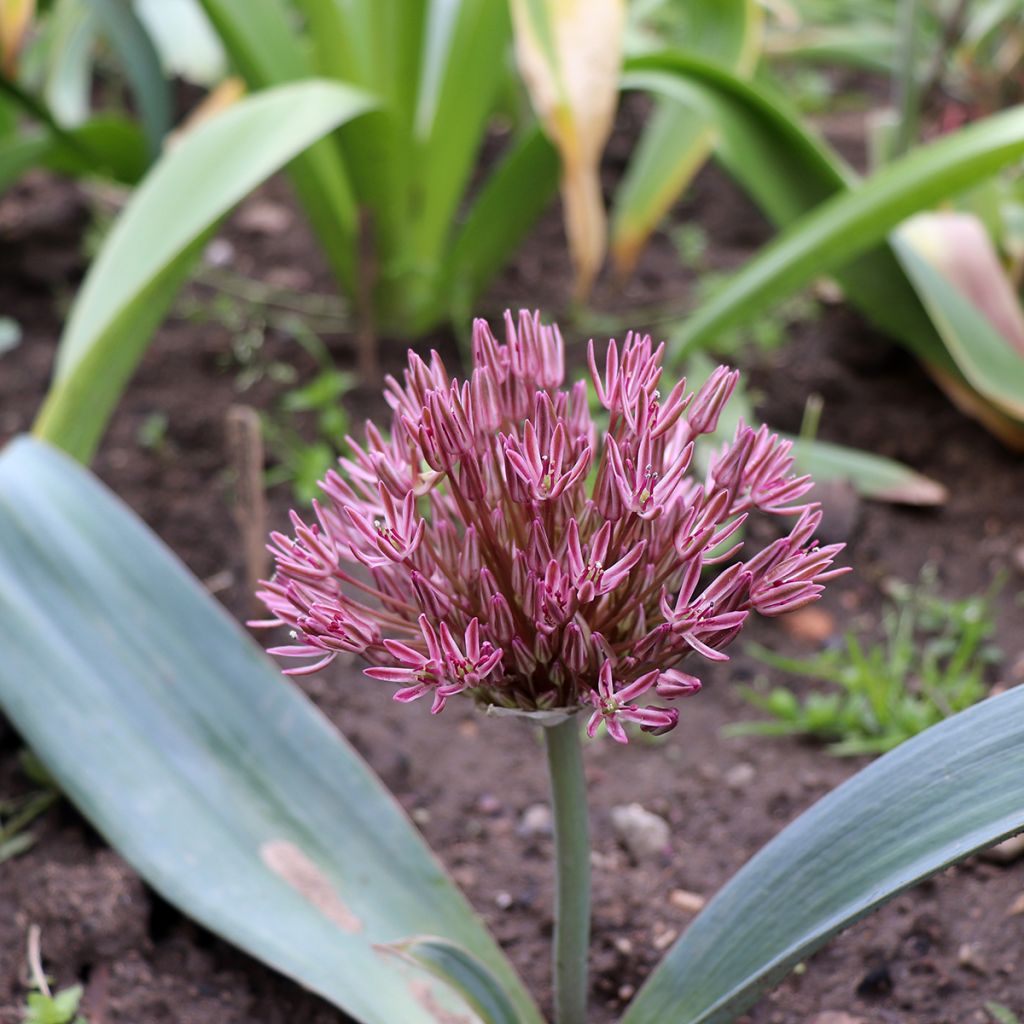 Allium nevskianum - Aglio ornamentale