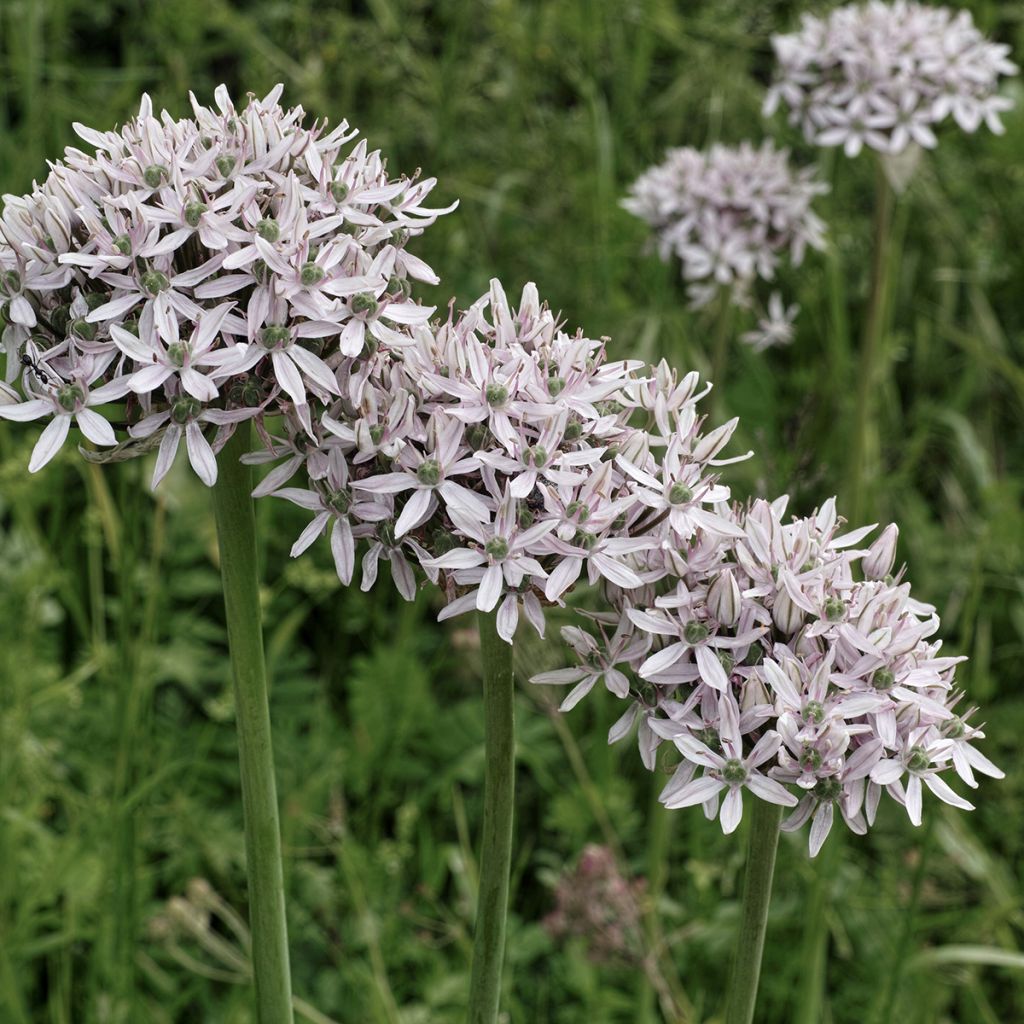 Allium nigrum subsp. multibulbosum - Aglio ornamentale