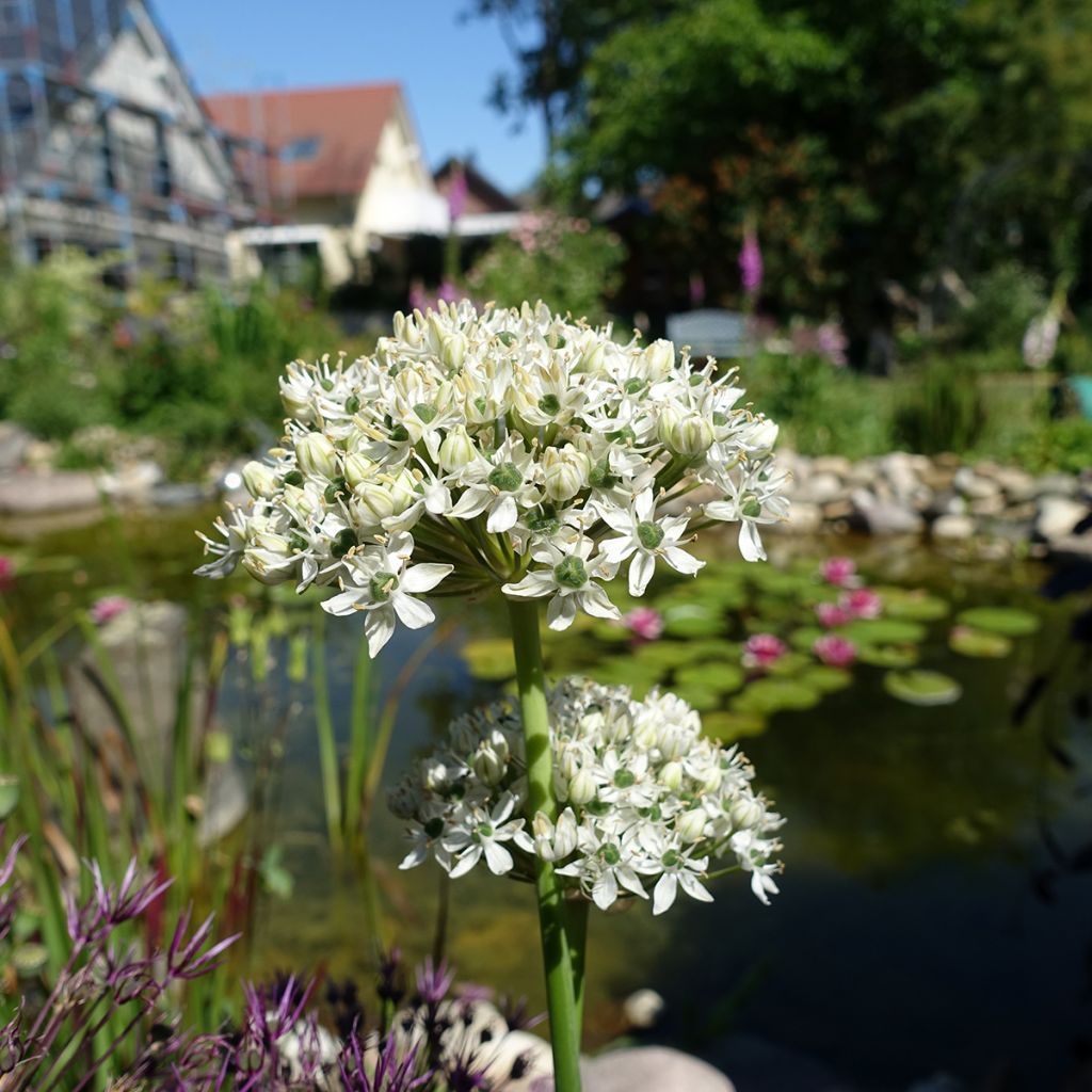 Allium nigrum subsp. multibulbosum - Aglio ornamentale