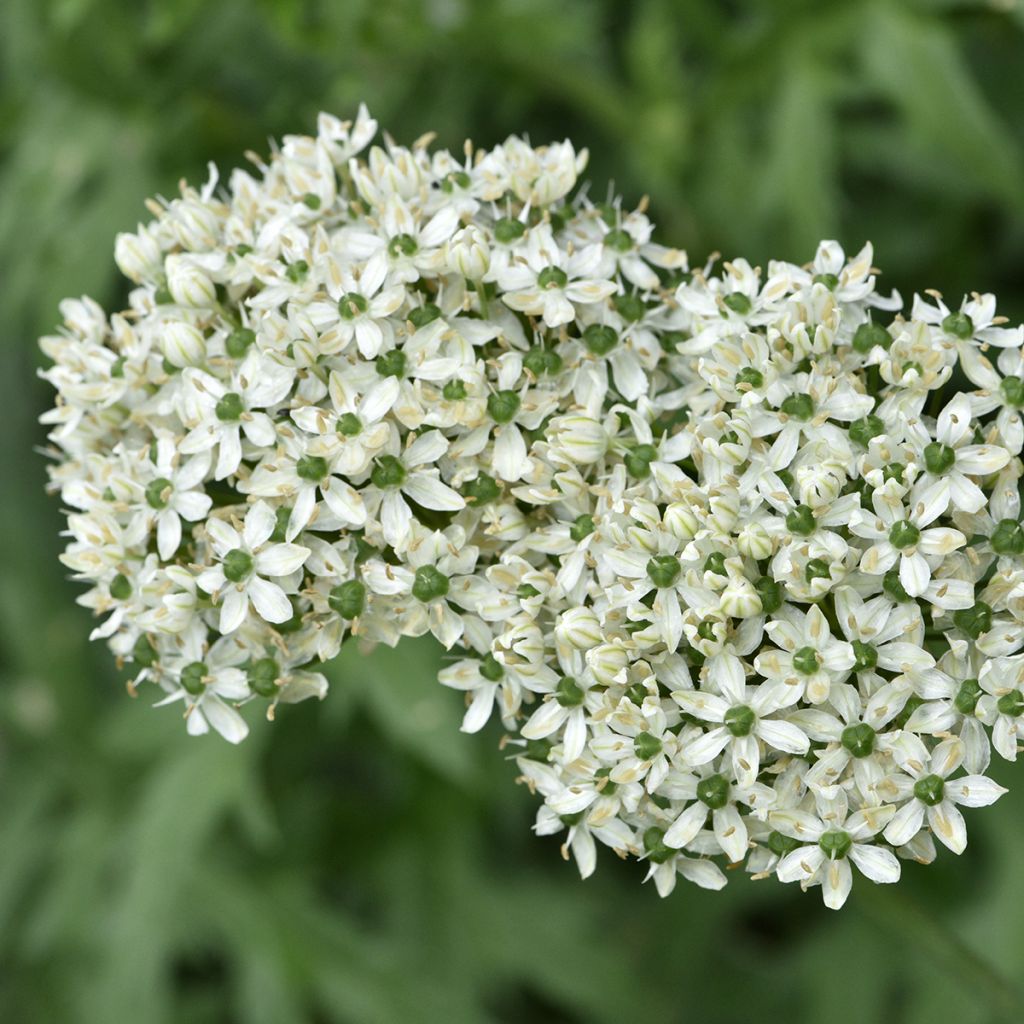 Allium nigrum subsp. multibulbosum - Aglio ornamentale