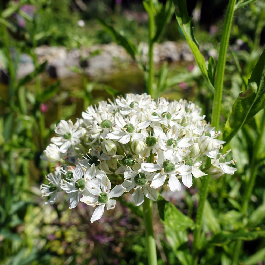 Allium nigrum subsp. multibulbosum - Aglio ornamentale