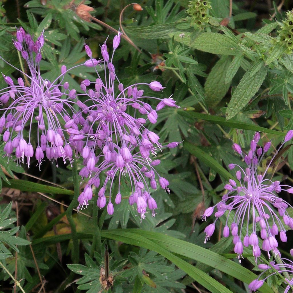 Allium pulchellum - Aglio ornamentale